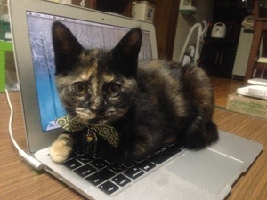 インターネット導通確認用：猫画像１