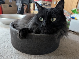 インターネット導通確認用：猫画像２