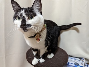 インターネット導通確認用：猫画像３