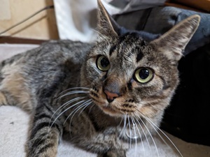 インターネット導通確認用：猫画像４